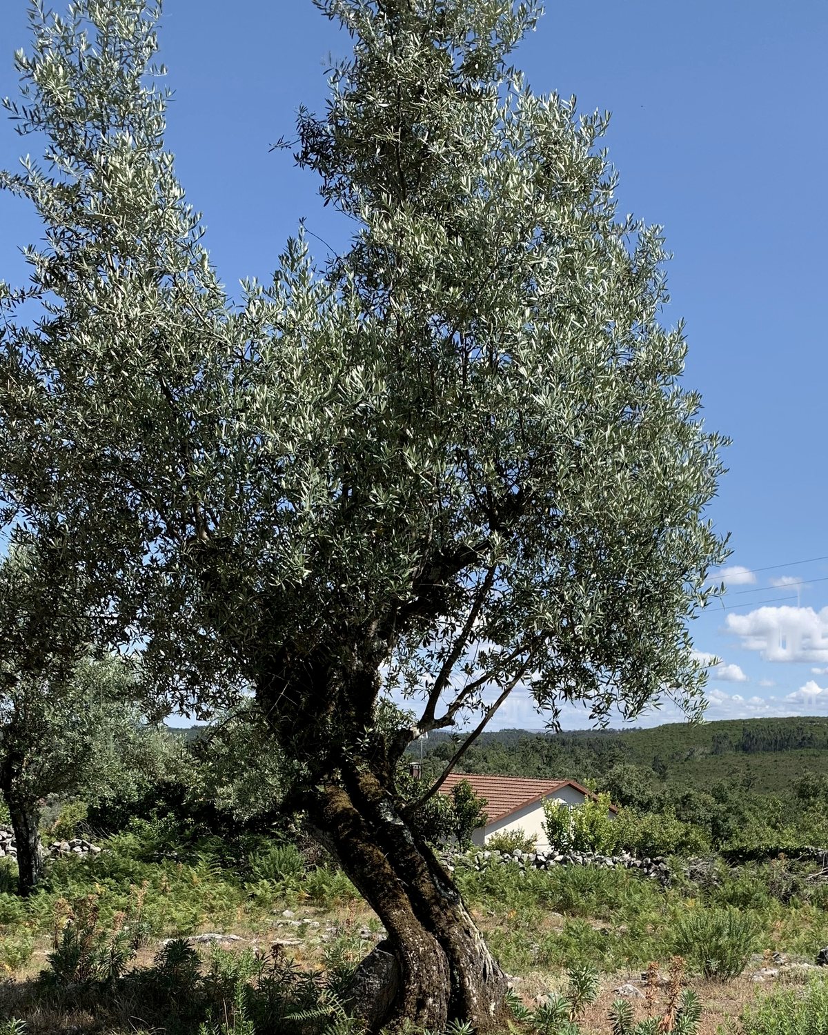 Oliveraie, centre du Portugal